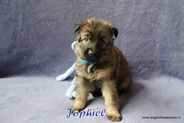 Jophiël, licht-grauwe Oudduitse Herder reu van 5 weken oud